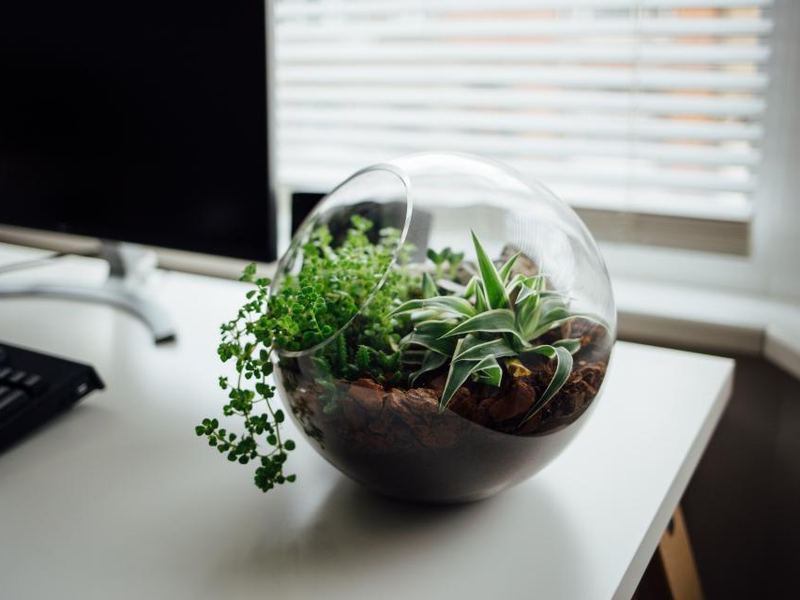 A tidy desk with a monitor and a small plant